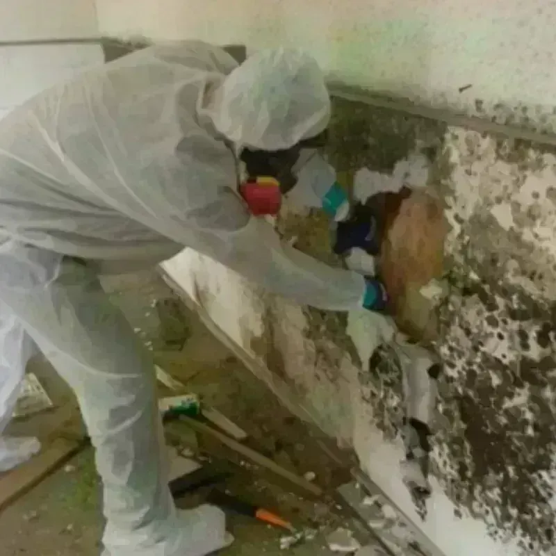 Mold Remediation and Removal in Gilbert Creek, WV